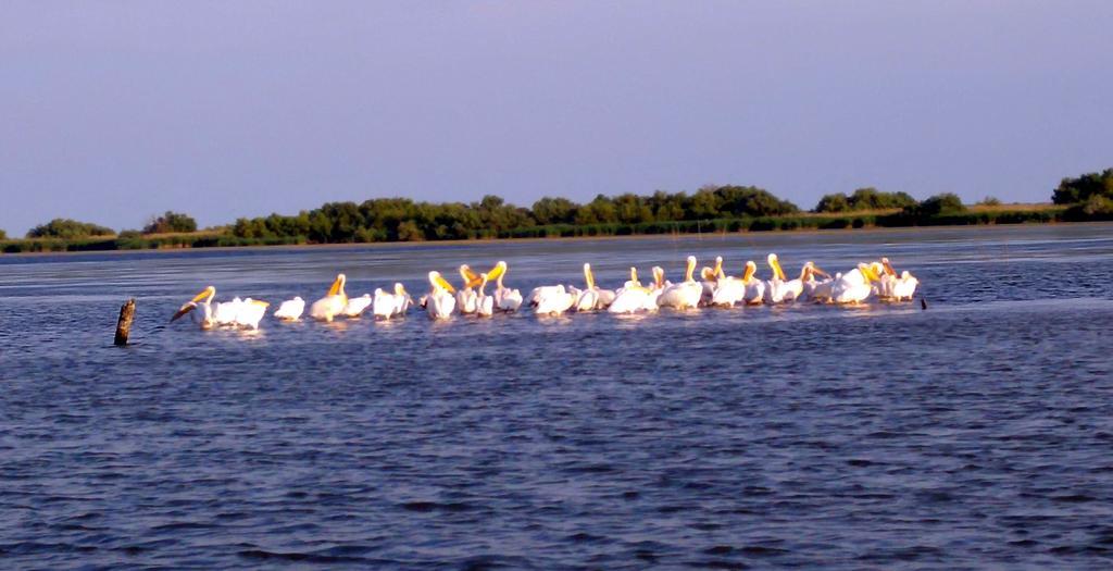 Delta Pontoon Hotel Mahmudia Ngoại thất bức ảnh